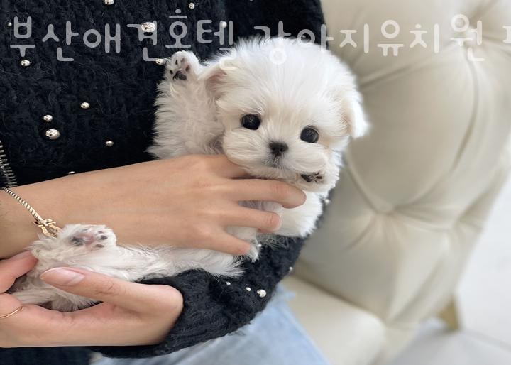 사진 8