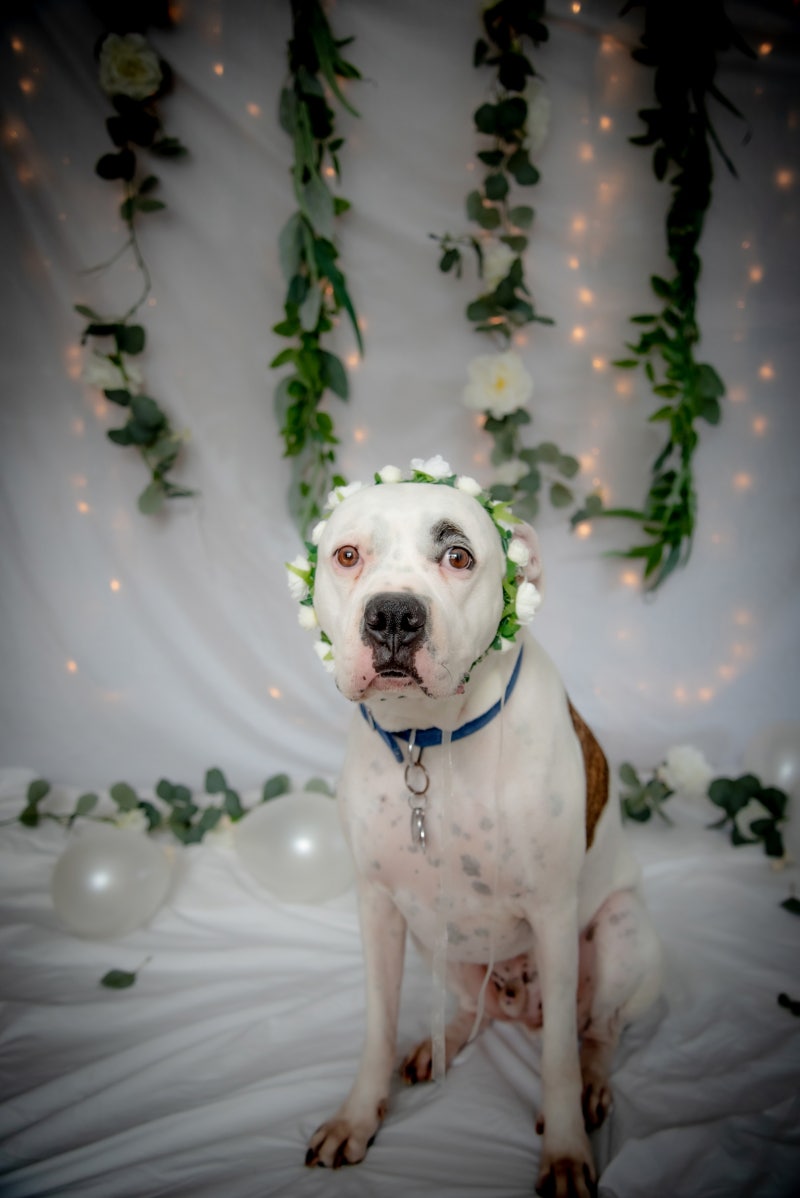 고양이와 개에 대한 사랑 애완동물 결혼식 : 네이버 블로그, image size:800x1198