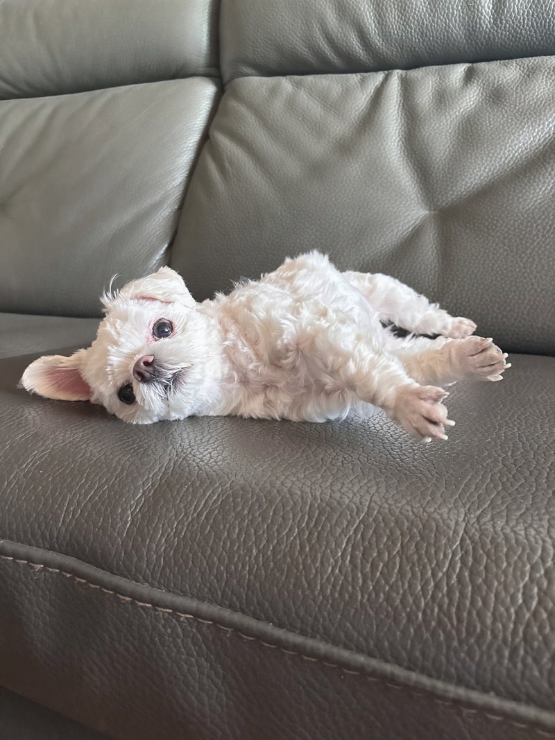 액티베이트소형견과 활액영양제로 노견 기력 회복기!
