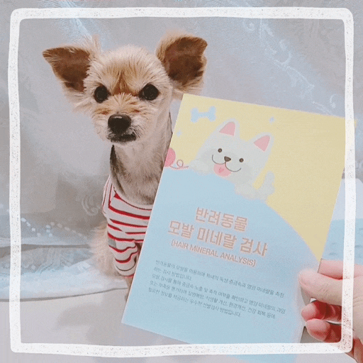 강아지모발검사, 강아지 키우기 고민될 때 영양관리 펫케어 추천