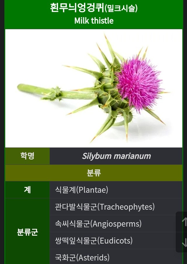 실리마린 밀크시슬 흰무늬엉겅퀴의 실리마린 밀크시슬 흰무늬엉겅퀴의