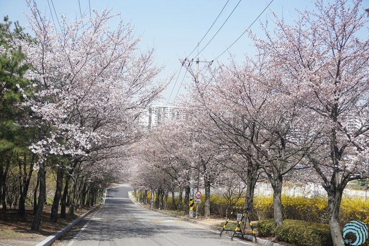 구월남로 벚꽃길 – 도심 속 힐링 거리