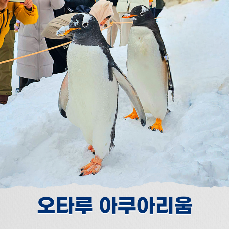  오타루 아쿠아리움 수족관 방문 이동방법 삿포로에서 당일치기로 떠나는 하루 여행