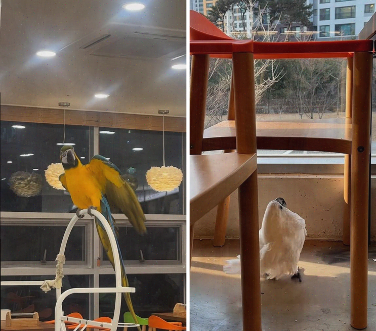  패럿 플레이스, 앵무새와 함께한 특별한 체험