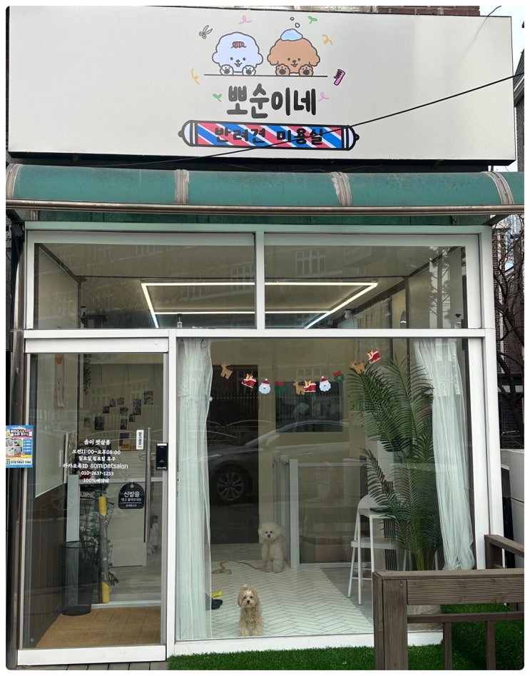  시흥 애견미용실 배냇 미용 위생 미용 전문 뽀순이네