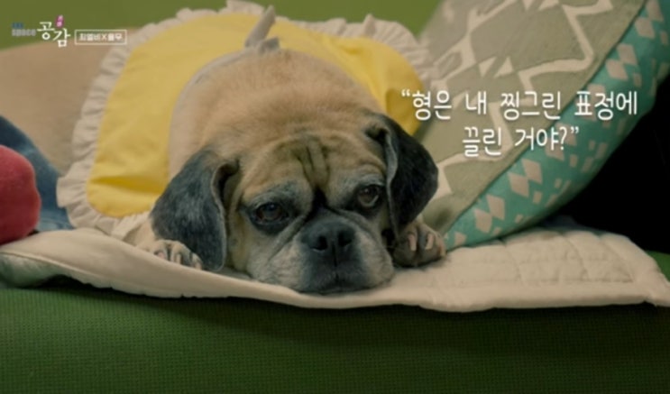  산책 최엘비의 강아지 율무 그리고 개미