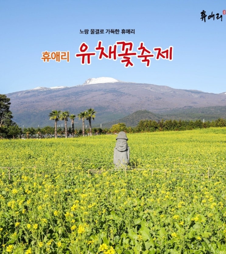  2025 휴애리 유채꽃 축제 기본정보 제주 설날 행사