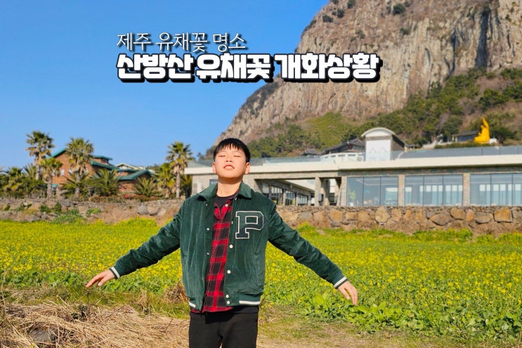  제주 산방산 유채꽃 위치 실시간 유채꽃밭 명소 개화 시기