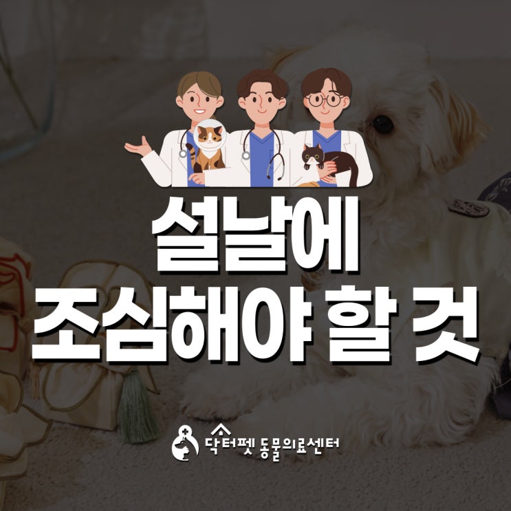  설날에 강아지 고양이 조심해야 할 것 (부산 설연휴 24시 반려동물 동물병원 닥터펫동물의료센터)