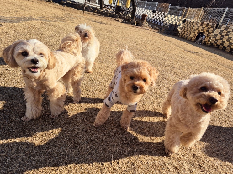  경기 광주 애견호텔 :) 라드독 천연잔디 운동장