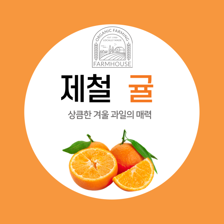  [9월~12월 겨울 제철 과일 ""]효능, 종류 그리고 보관법까지 귤의 모든 것