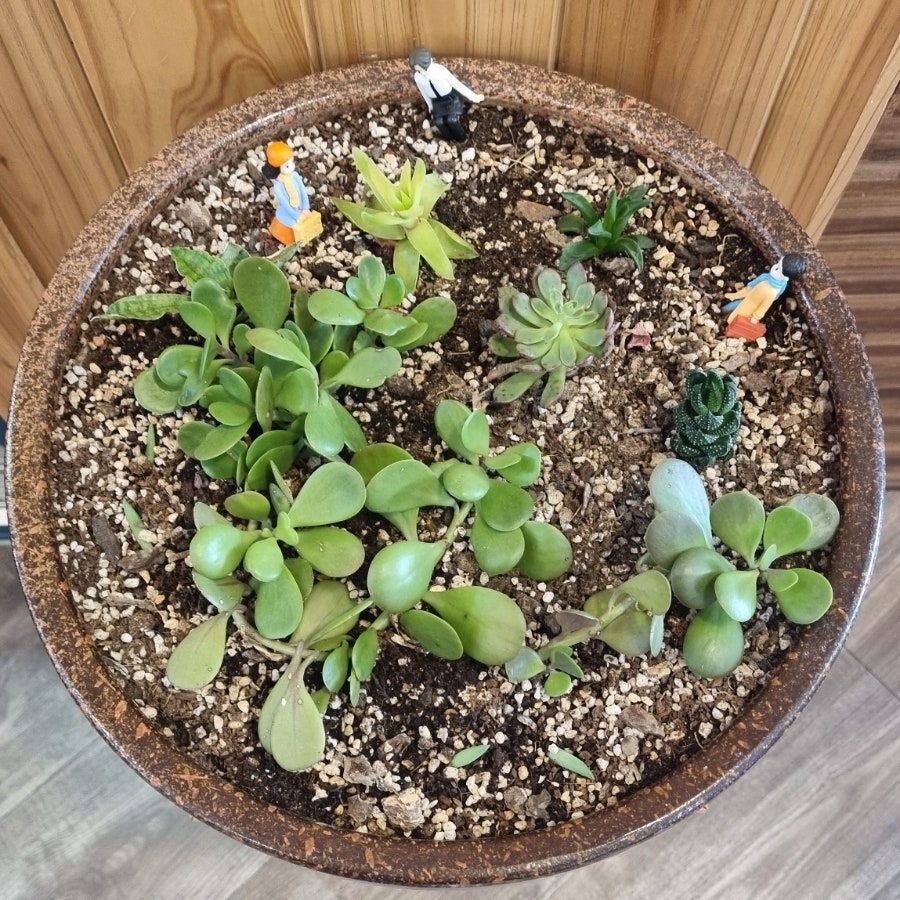 일곡신코다리 사진 4