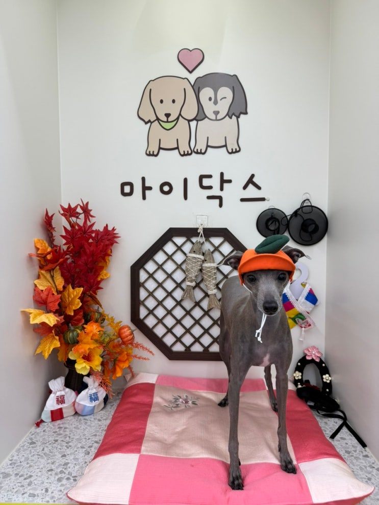  [서울 중랑] 면목동에 24시간 애견카페가 있다고? 바로 마이닥스