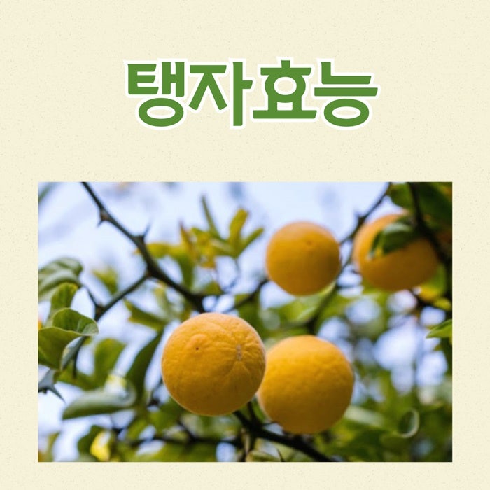 탱자 효능 3가지와 부작용 탱자나무 특징