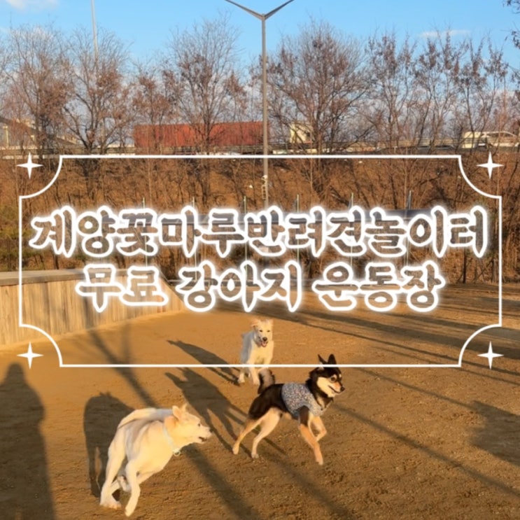  계양 꽃마루반려견놀이터 무료 강아지운동장 설날 운영시간 변동 /소.중형견 대형견 운동장