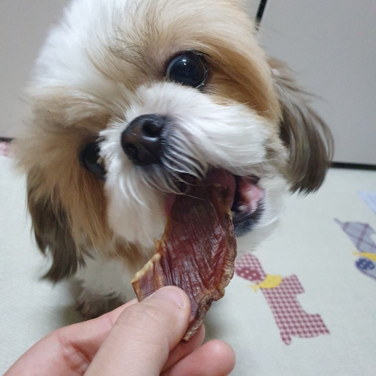  [벨체르] 강아지 수제간식 벨체르 육포 2 후기/강아지 말고기 육포 양고기 육포