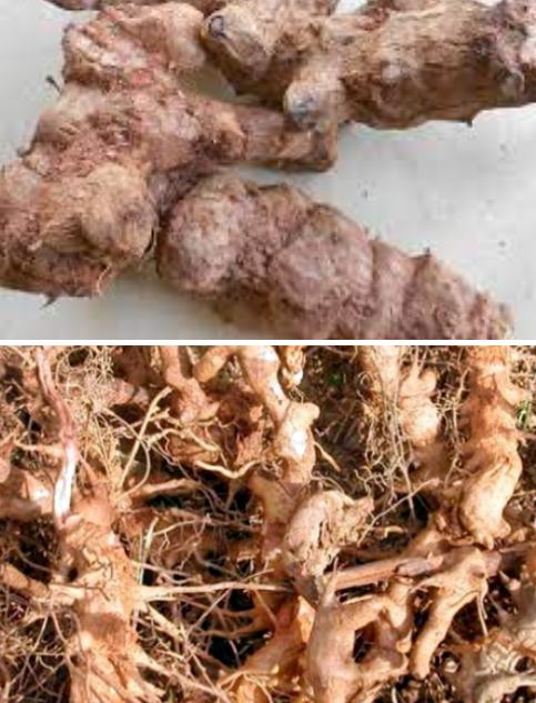  토복령 망개뿌리 효능 5가지, 맹감나무 뿌리 혈액순환에 신장에 좋은차 알아봐요