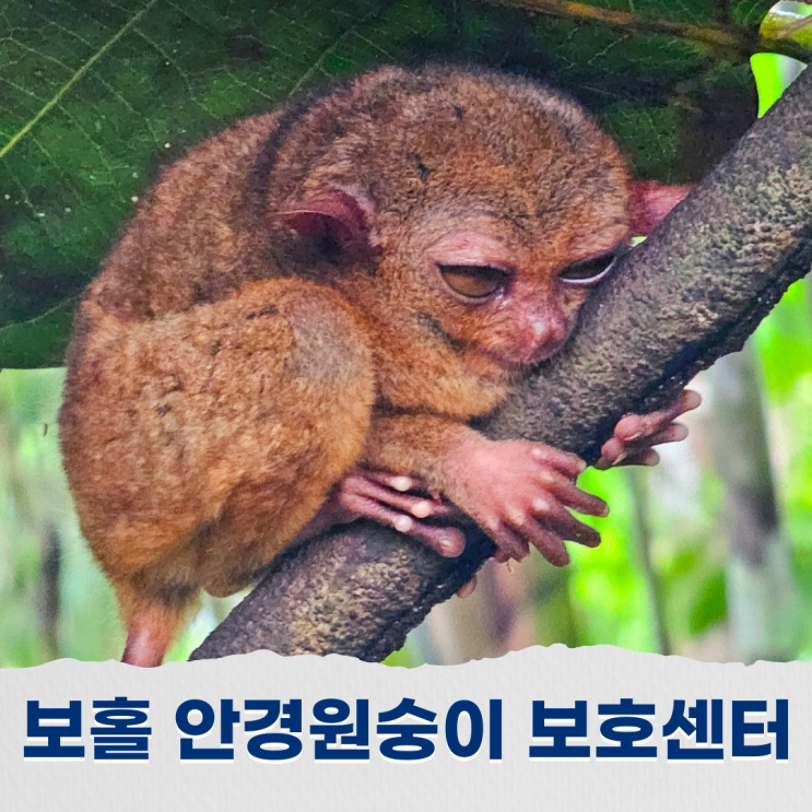 보홀 보호구역에서 만난 안경원숭이 작지만 강렬한 눈맞춤 육상투어코스