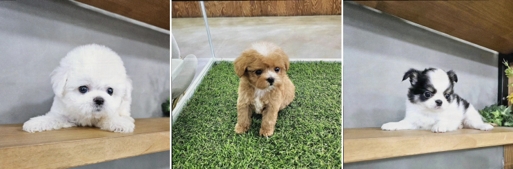  아이러브독 인천점, 아이와의 행복한 강아지 입양 이야기