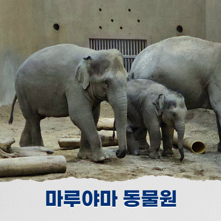  삿포로 마루야마 동물원 자연과 조화를 이룬 힐링 공간