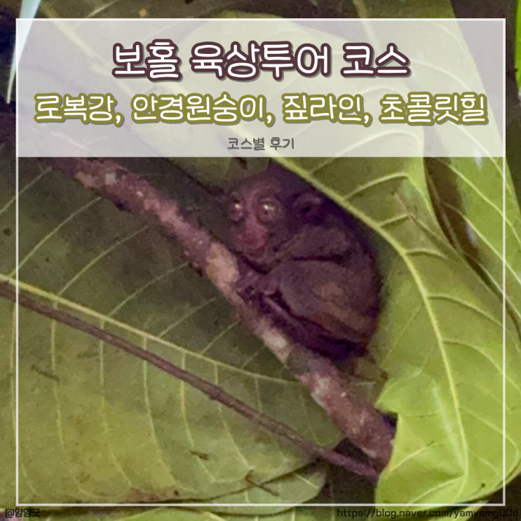  보홀 육상투어 코스별 후기 - 로복강 현지식 선상뷔페투어, 안경원숭이, 짚라인, 초콜릿힐