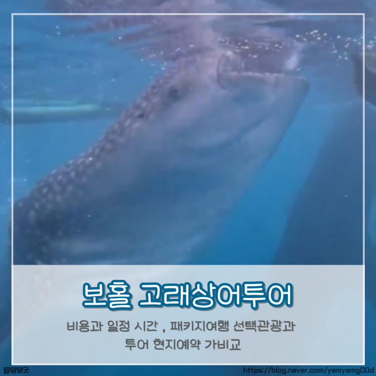  보홀 고래상어투어 비용과 일정 시간 , 패키지여행 선택관광과 투어 현지예약 가격비교