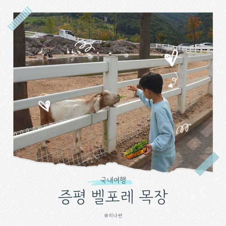  증평 벨포레 목장 예약 양떼 몬테소리 웰컴키즈 방문후기