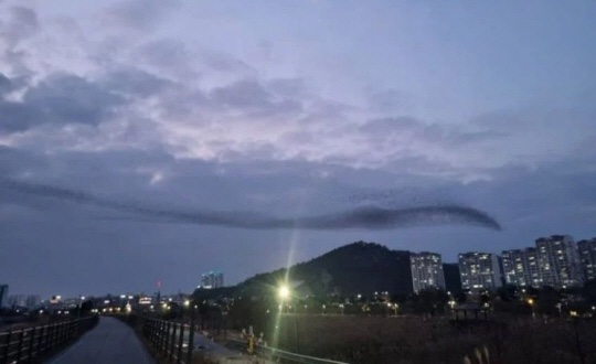 [속보]“<b>제주항공</b> 사고기 발표…양쪽 엔진서 ‘<b>가창오리</b>’... 