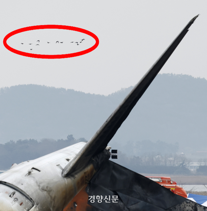 여객기 엔진에 빨려들어간 새, 무안 철새 ‘<b>가창오리</b>’였다