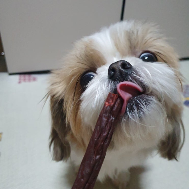  [아츄간식] 맛있는 고기가 97% 들어간 강아지간식 펠리코 97롱스틱 3가지 솔직후기