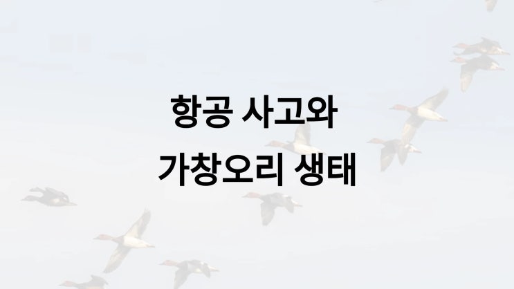항공사고와 <b>가창오리</b>의 생태: 크기, 무게, 그리고 항공 안전과의... 