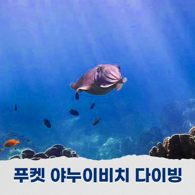  푸켓 야누이 비치에서의 프리다이빙 작지만 깊은 매력