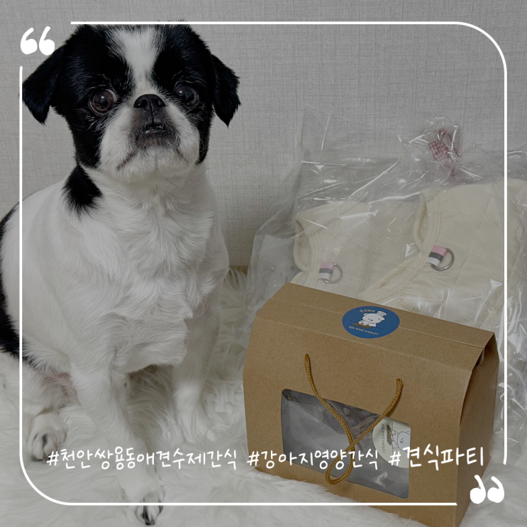  천안쌍용동애견수제간식 강아지영양간식 견식파티
