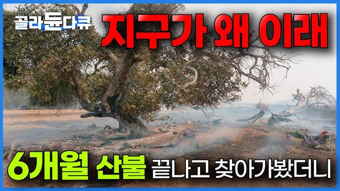 지구 생각보다 심각하다. 충격적인 근황 6개월 간 불이 안 꺼지면 벌어지는 일 지구 생각보다 심각하다. 충격적인 근황 6개월 간 불이 안 꺼지면 벌어지는 일