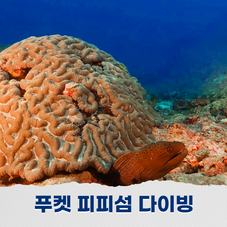  푸켓 피피섬 고독마이에서 월따라 스쿠버다이빙 꿈속 바다로의 초대