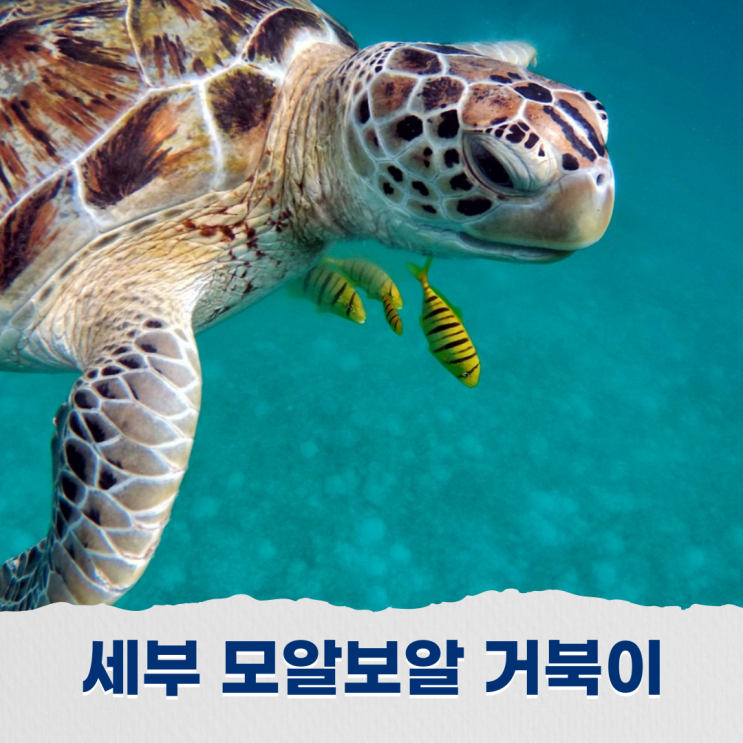  세부 모알보알 프리다이빙 거북이 포인트에서의 스노쿨링하기