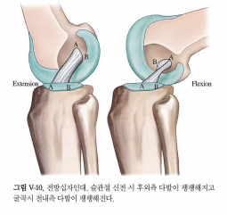 전방십자인대와 슬관절 구조에 대한 이해