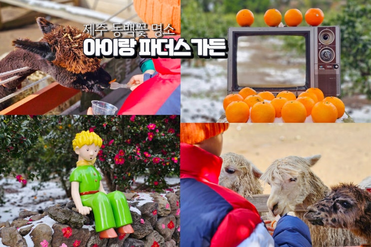  제주도 파더스가든 아이랑 동백꽃 명소 여행