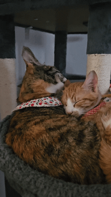  길냥이 입양 고양이 합사 2주 완성 성공 후기 윌리 누나 최고