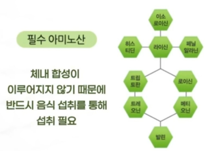 토탈스위스 단백질(프로틴)
