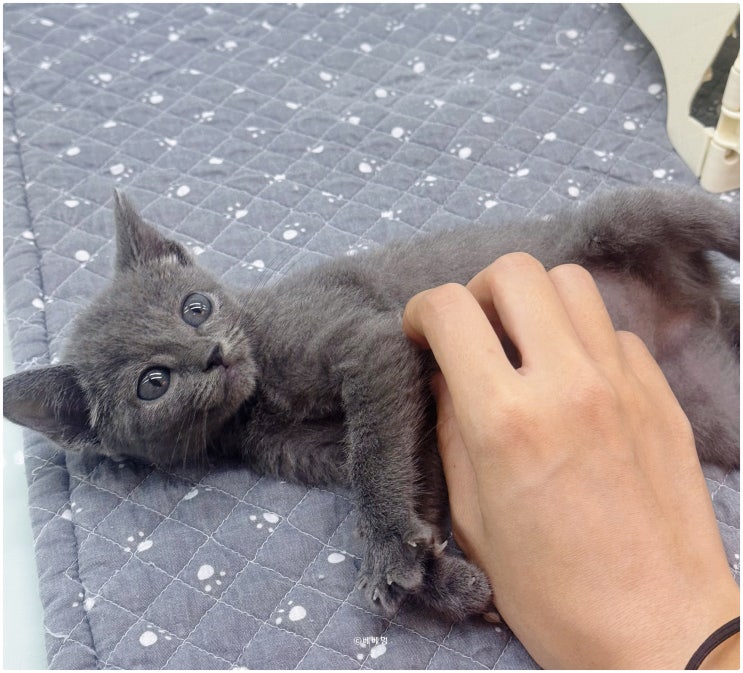  러블리한 러시안 블루 고양이 분양받기! 베베멍에서 만나보세요