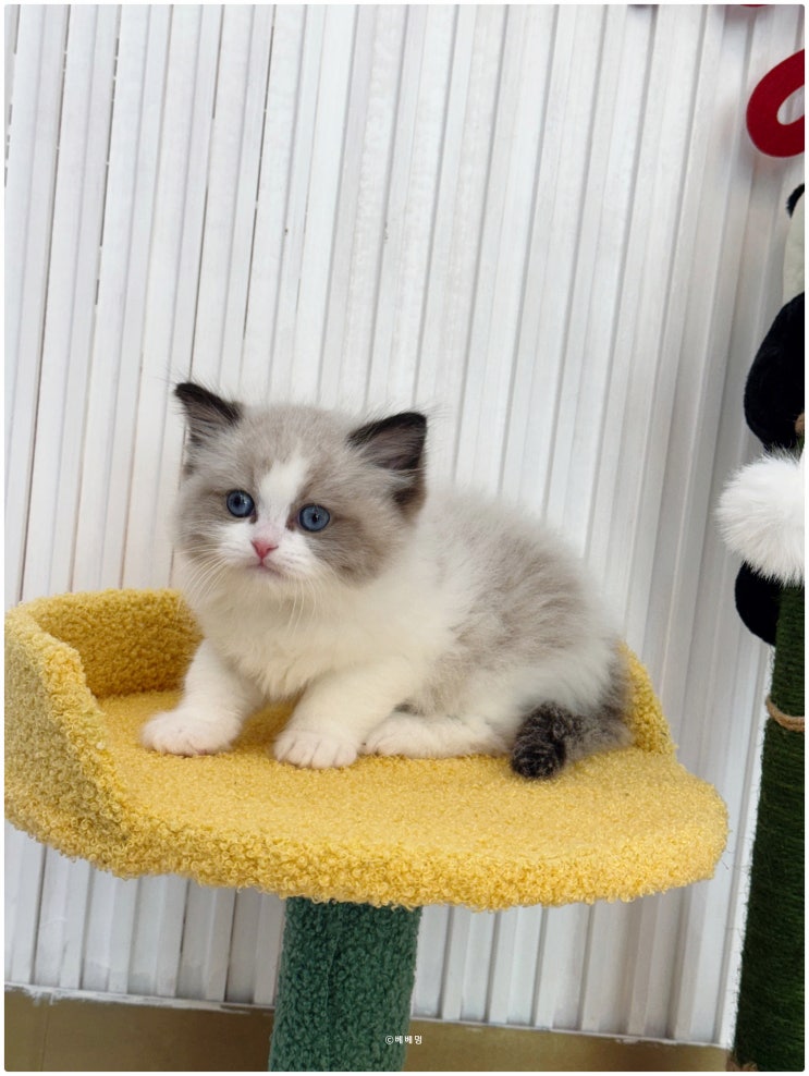  인형 같은 외모 렉돌 고양이 분양 고민 중이라면 여기서