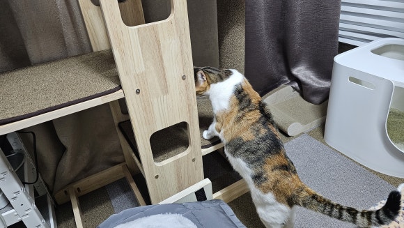  내돈내산 : BPF 소형 캣타워 고양이 원목 캣타워 섬섬이의 꼼꼼한 검수 ㅋㅋ 옥수 첫 발톱깎기