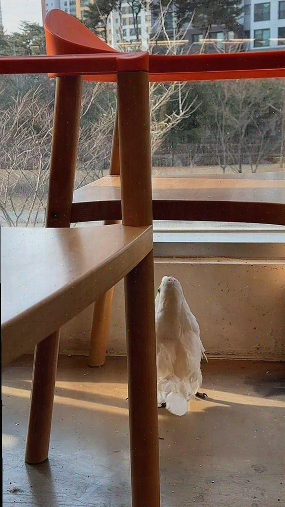  하남 미사 맛집, 앵무새 분양과 체험이 있는 패럿 플레이스