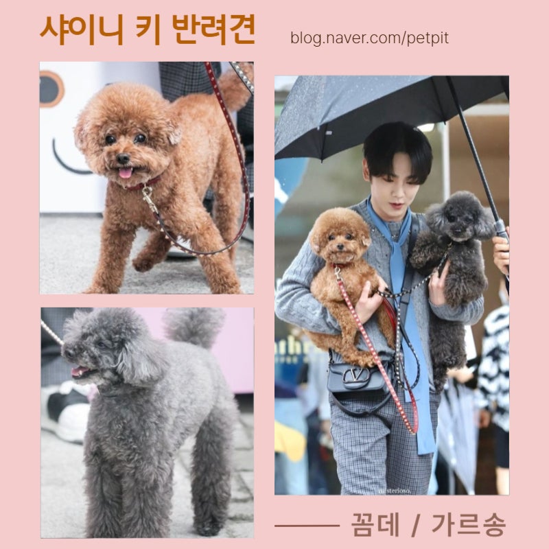 SHINee Key's Pet Dogs Comme des & Garçons: 'Thank You for Raising Us, Woof!'