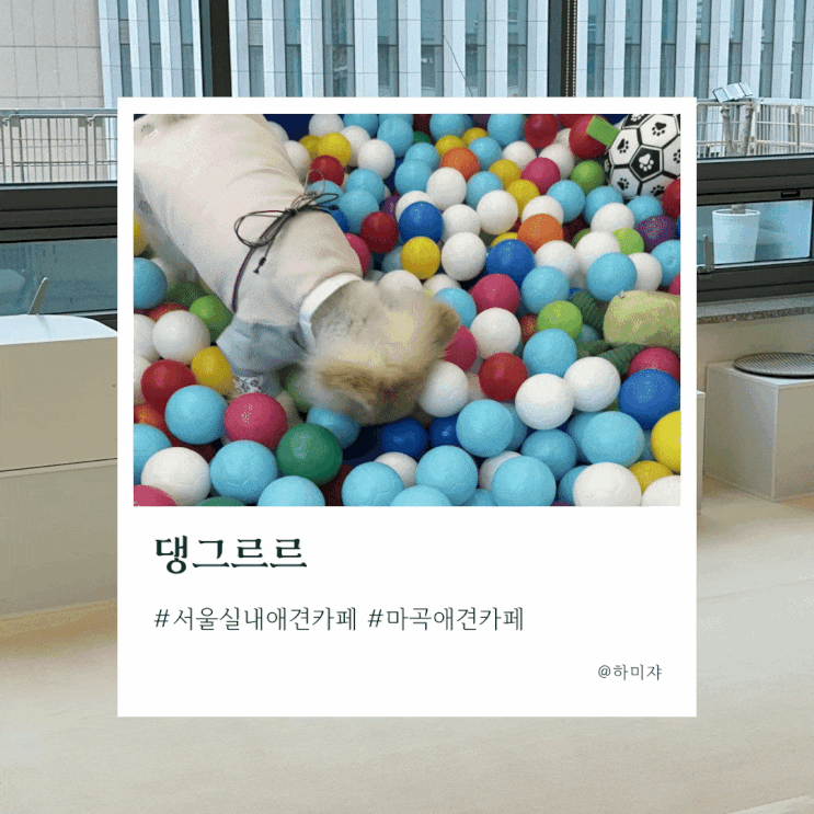  서울 실내 애견카페 마곡 댕그르르 다녀왔어요
