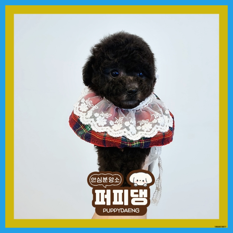  문경토이푸들분양 후회없이