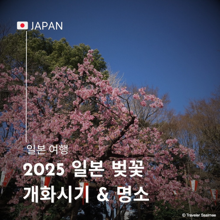  2025 일본 벚꽃 개화시기 및 인기 명소 BEST  5 위치 지도