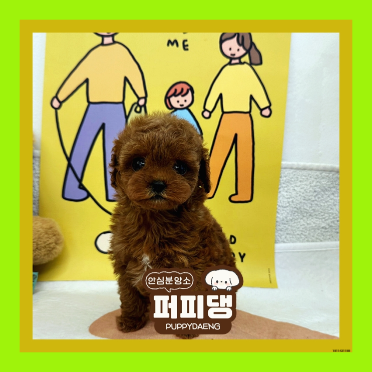 고창말티즈분양 지속적으로 행복주는