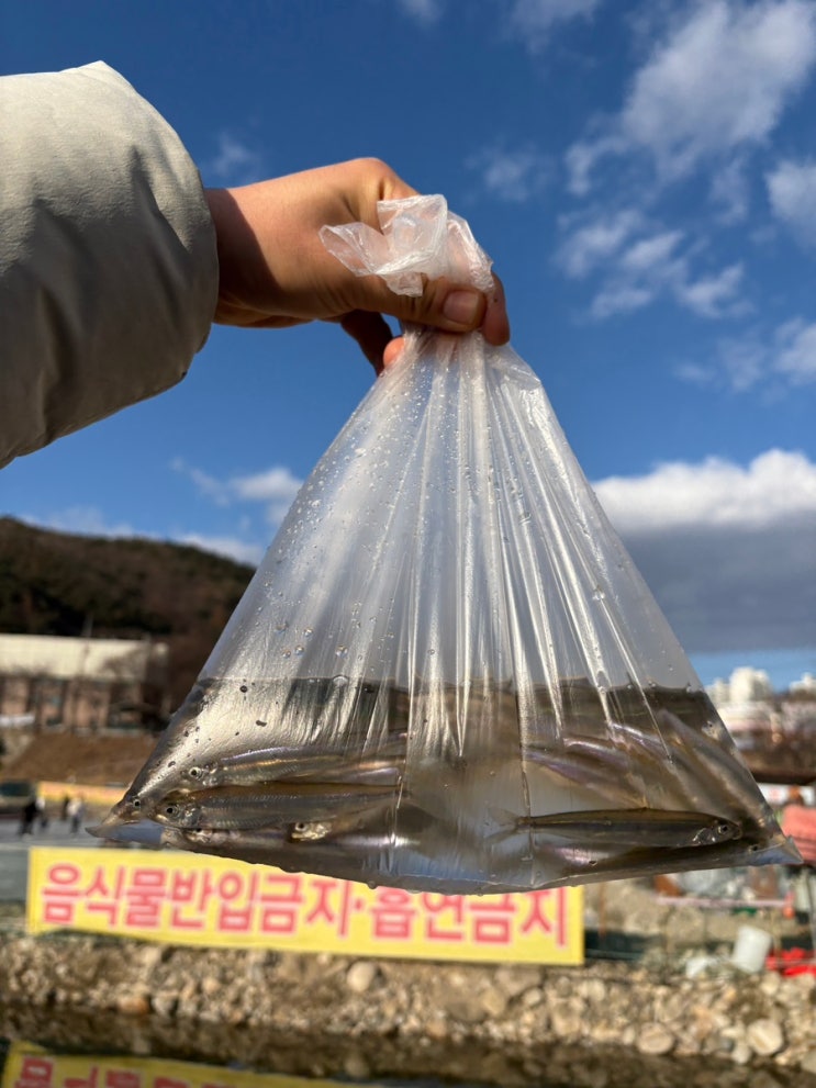  [가평/청평] 어린아이들도 할 수 있는 빙어뜰채 솔직후기_가평청평설빙송어빙어축제